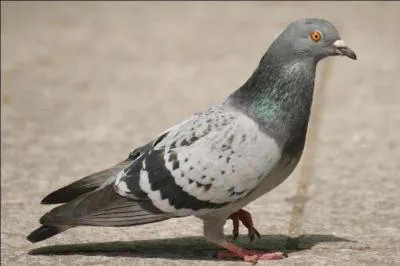 Comment s'appelle l'habitat des pigeons ?
