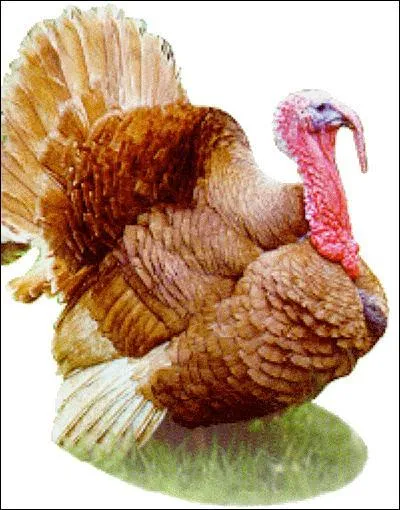 Quel est le mle de la dinde ?