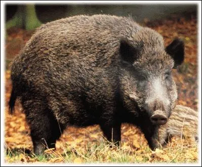 Quel est le petit du sanglier ?