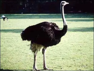 L'autruche est-elle un oiseau ?