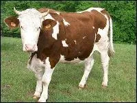 Que produisent les vaches ?