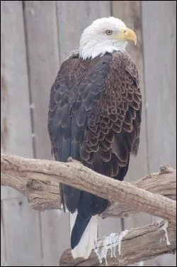 Que signifie l'expression  pousser des cris d'orfraie  ?