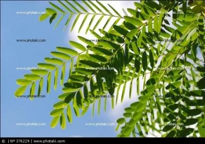 Voici une citation d'Anatole France :  une lumire douce fit tinceler la glace de l'armoire et reluire la corniche de palissandre...  . De quelle couleur est le palissandre ?