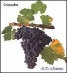 Les viticulteurs espagnols cultivent de nombreux cpages, dont le grenache est l'un des plus rpandus. En France, dans quels vins retrouve-t-on ce mme cpage ?