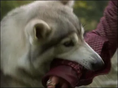 Quel loup-garou surgit pour dfendre Arya et saisit le poignet de Joffrey dans sa gueule ?