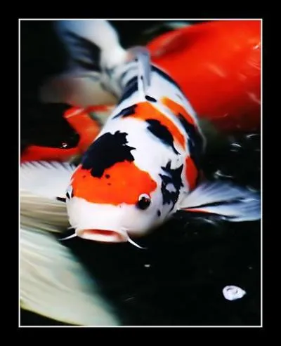 Quel est le nom de cette carpe, poisson ornemental asiatique, lev en Chine puis au Japon ?