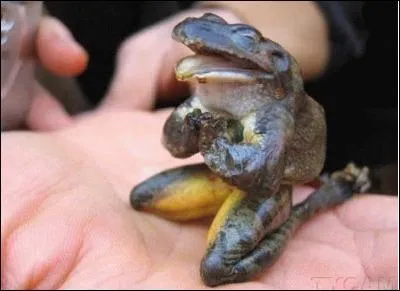 Nom donn aux crmonies absurdes des fourbes qui se donnent pour magiciens.