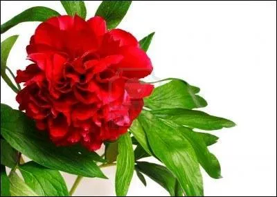 Ce rouge voque une fleur, et aussi la dsignation d'un visage empreint de timidit. Laquelle ?