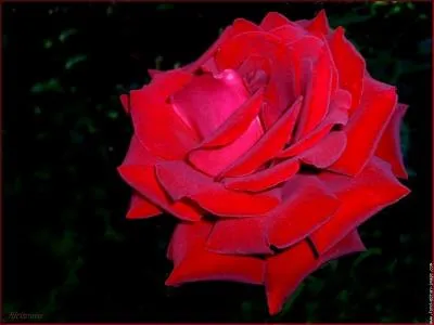 Quel est ce rouge, fonc et soutenu, qui vire sur le violet ?