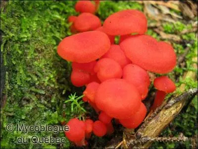 Quel est ce rouge, avec lequel on dsigne le visage d'une personne qui vient de faire un gros effort ?