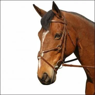 Quelles parties du filet n'y sont pas ?