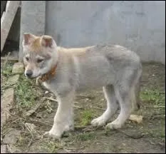 Quelle est la race de ce chiot ?