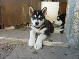 Quelle est la race de ce chiot ?