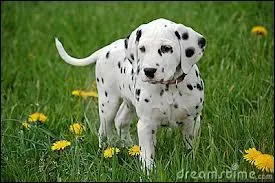 Quelle est la race de ce chiot ?