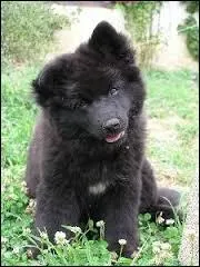 Quelle est la race de ce chiot ?