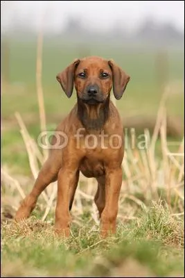 Quelle est la race de ce chiot ?