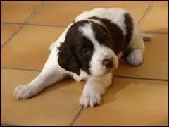 Quelle est la race de ce chiot ?