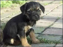 Quelle est la race de ce chiot ?