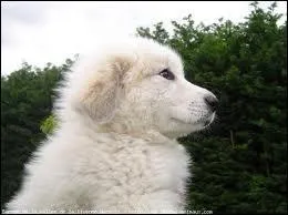 Quelle est la race de ce chiot ?