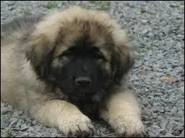 Quelle est la race de ce chiot ?