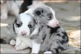 Quelle est la race de ces chiots ?