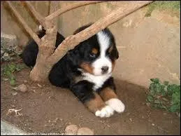 Quelle est la race de ce chiot ?