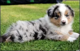 Quelle est la race de ce chiot ?