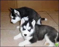 Quelle est la race de ce chiot ?