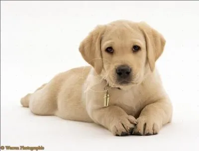 Je suis souvent confondu avec le  Golden Retriever  et je suis trs calin. Qui suis-je ?