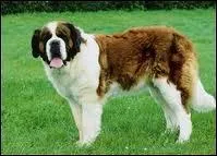 Je ne suis pas trs compliqu  trouver et on m'appelle souvent  Beethoven . Je viens de quelle race ?