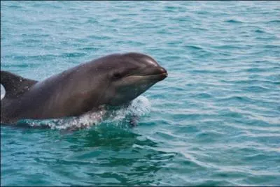 Le marsouin commun apprcie ...