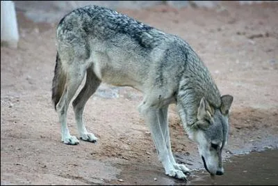 Le loup d'Arabie est une sous-espce du ...
