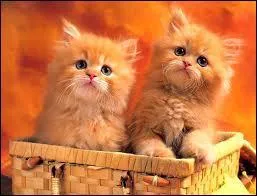 Qui tait son meilleur ami lorsque elle tait apprentie ?