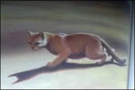 De quels chats Tempte de Sable sera-t-elle la tante dans  Aurore  ?