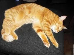 Combien d'entre eux survivront ?