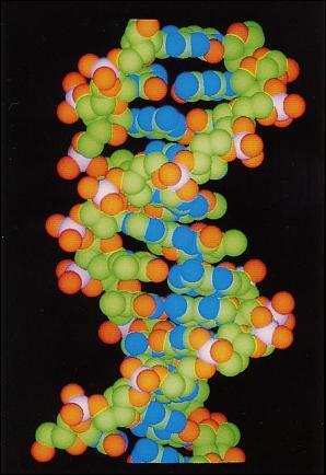 tude du fonctionnement de la cellule vivante, ADN, ARN, chromosomes, gnie gntique, acides amins.