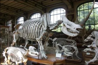 L'volution, fouilles, temps gologiques, les musums d'histoire naturelle, Stephen Jay Gould.