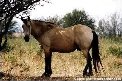 Quelle est la robe de ce cheval ?