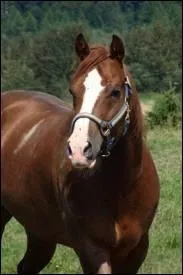 Quelle marque a ce cheval sur la tte ?