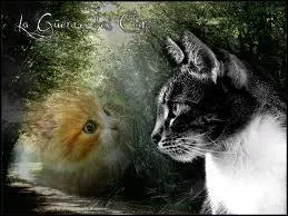 Comment s'appelle le meilleur ami de Coeur de feu ?