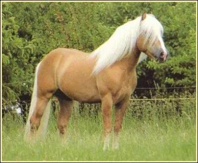 Quelle est la robe de ce cheval ?