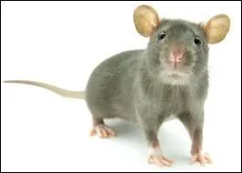 Comment en japonais dit-on souris ?