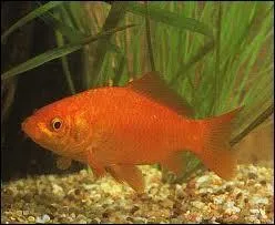 Comment en japonais dit-on poisson ?