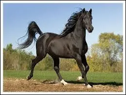 Comment en japonais dit-on cheval ?