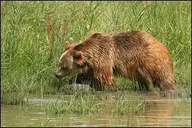 Quelle est la femelle de l'ours ?