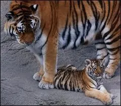 Quelle est la femelle du tigre ?
