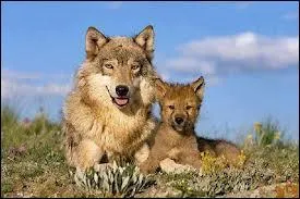 Quelle est la femelle du loup ?