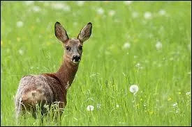 Quelle est la femelle du chevreuil ?