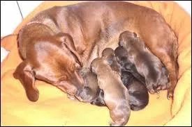 Quelle est la femelle du chien ?