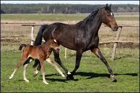 Quelle est la femelle du cheval ?